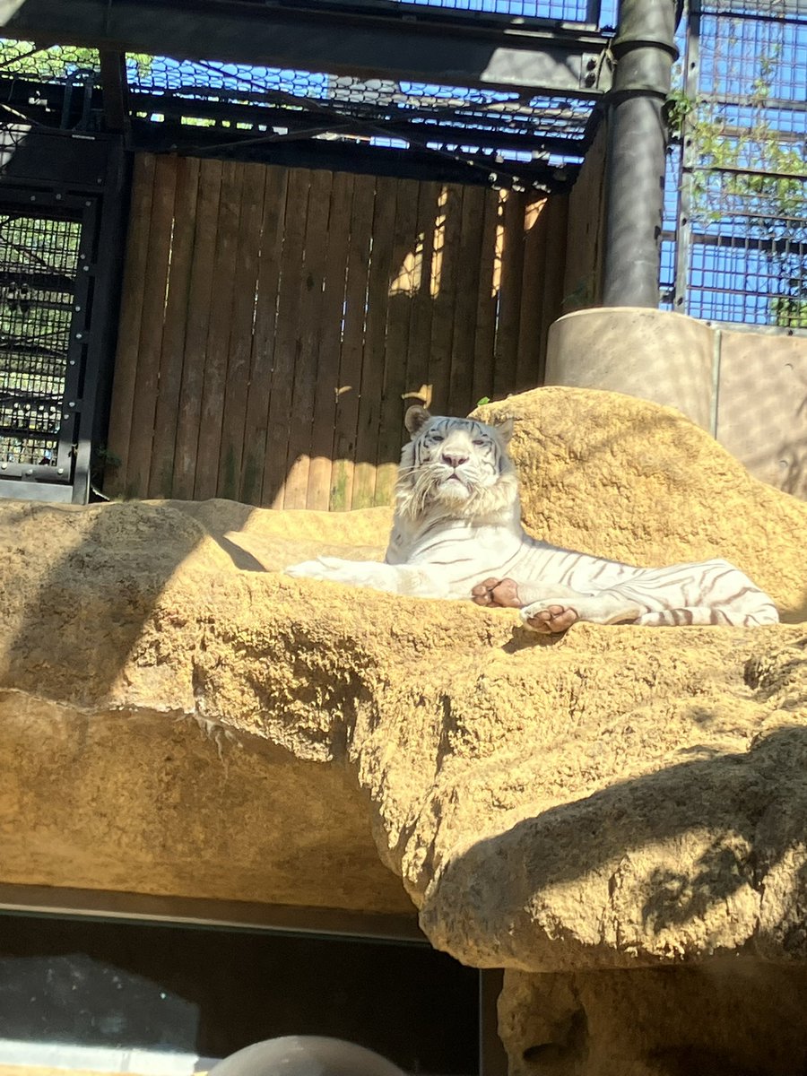 In Season 6, Episode 5, Jerry wanted to meet a white tiger, if I recall correctly😒😒... To cheer Jerry up, I went to meet one!! A white tiger🐯🤍🤍!!
