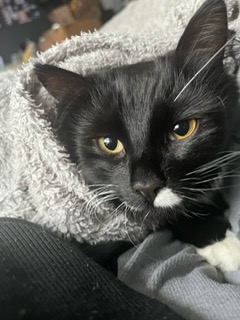 CatsNorthampton's tweet image. Hello, my name is Winnie, and I got out of my home in #Northampton NN on the 30/04/2025. I&apos;m a girl who is 3 years old, and I am neutered and microchipped.
If you see me or know where I am, please contact 0344 700 3251 quoting ref S25-016
#catboxsunday