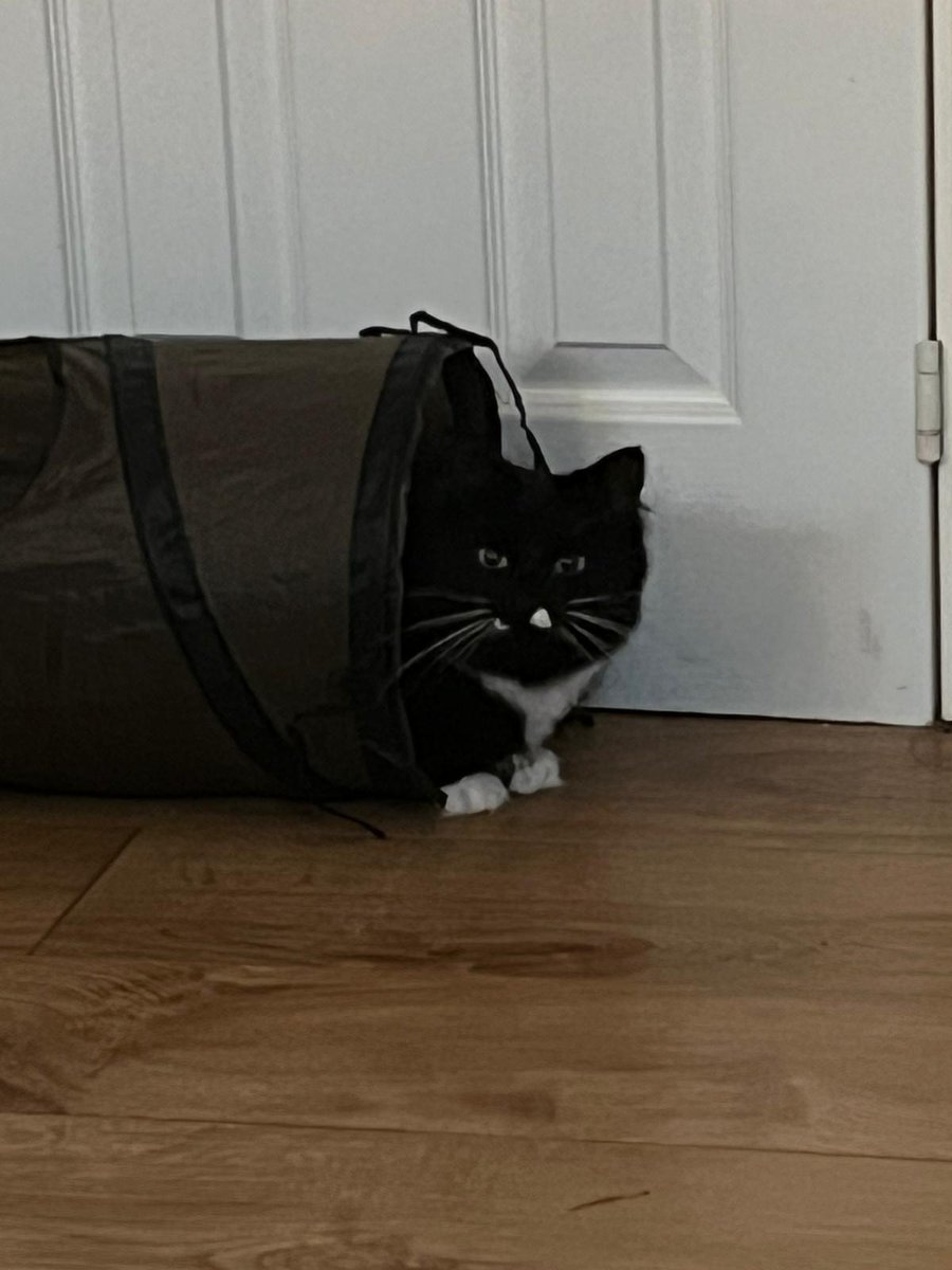 CatsNorthampton's tweet image. Hello, my name is Winnie, and I got out of my home in #Northampton NN on the 30/04/2025. I&apos;m a girl who is 3 years old, and I am neutered and microchipped.
If you see me or know where I am, please contact 0344 700 3251 quoting ref S25-016
#catboxsunday