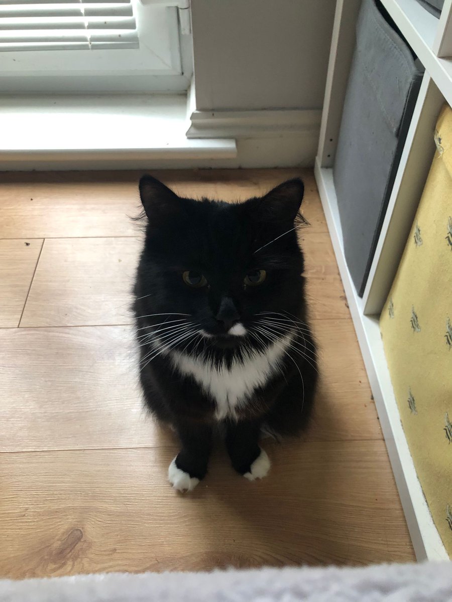CatsNorthampton's tweet image. Hello, my name is Winnie, and I got out of my home in #Northampton NN on the 30/04/2025. I&apos;m a girl who is 3 years old, and I am neutered and microchipped.
If you see me or know where I am, please contact 0344 700 3251 quoting ref S25-016
#catboxsunday