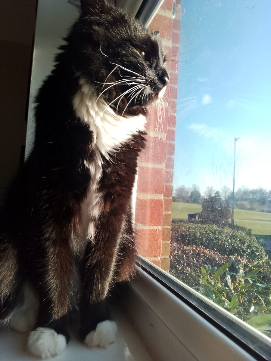 CatsNorthampton's tweet image. Hello, my name is Winnie, and I got out of my home in #Northampton NN on the 30/04/2025. I&apos;m a girl who is 3 years old, and I am neutered and microchipped.
If you see me or know where I am, please contact 0344 700 3251 quoting ref S25-016
#catboxsunday