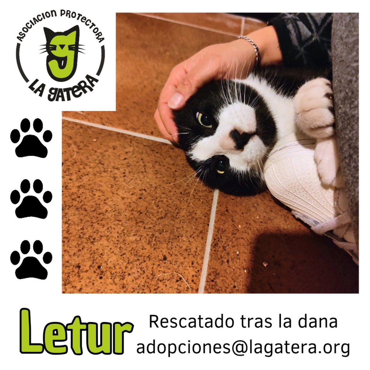 Letur es otro de los valencianos rescatados tras la Dana, y es otro de los invisibles, y no será porque mi niño no lo intente porque es adorable. 
Escríbenos para preguntar cualquier duda a adopciones@lagatera.org