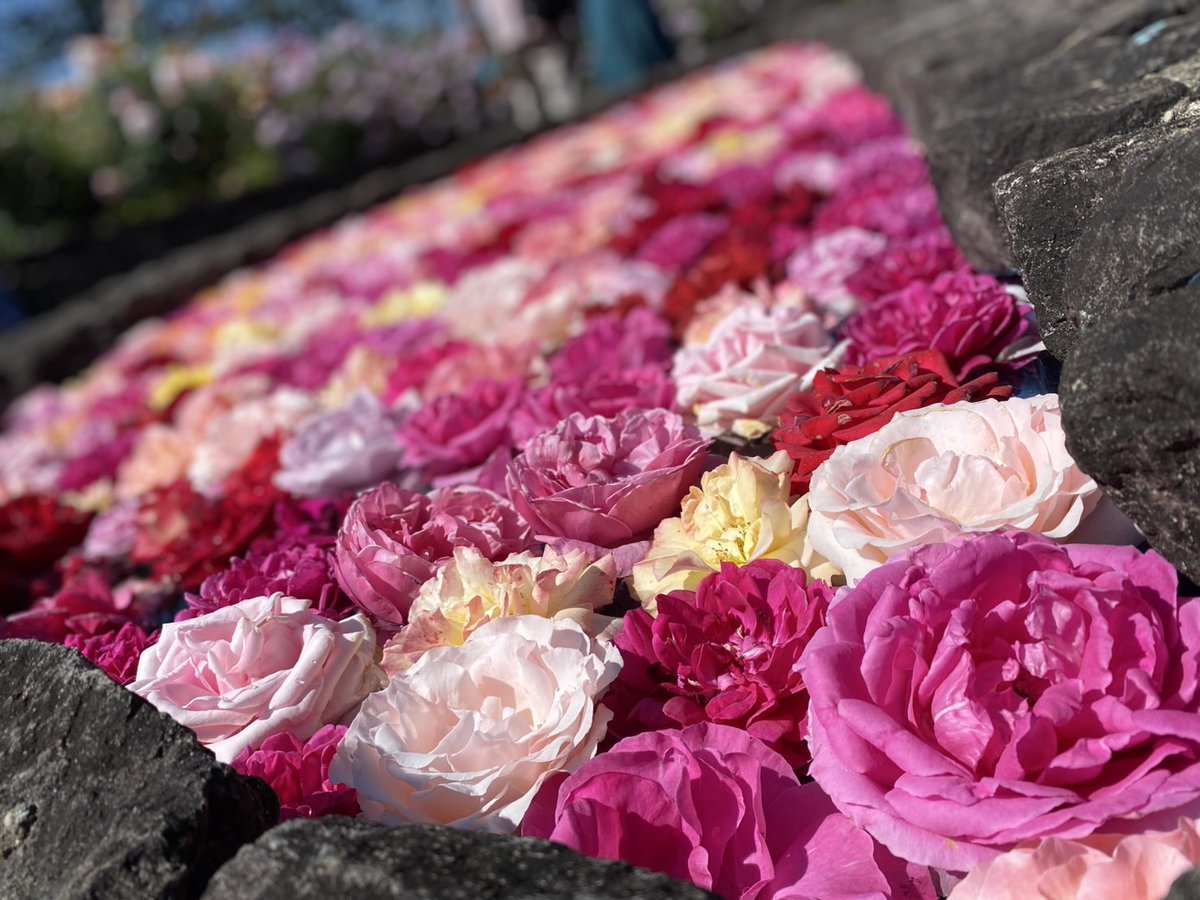 eri_mam's tweet photo. 久しぶりにお出かけ🚙水俣ローズガーデン🌹 https://t.co/HrxfkecejD