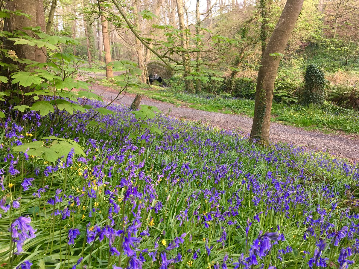 NTmountstewart's tweet photo. Bank holiday Bluebell walks ๐ชป
Hit the trails this glorious bank holiday weekend and don't miss the beautiful Bluebell show!
#DiscoverNI #tourismni #BelfastPlus #bluebellseason #bluebell #bluebellwood https://t.co/DKUVb9Qyuy