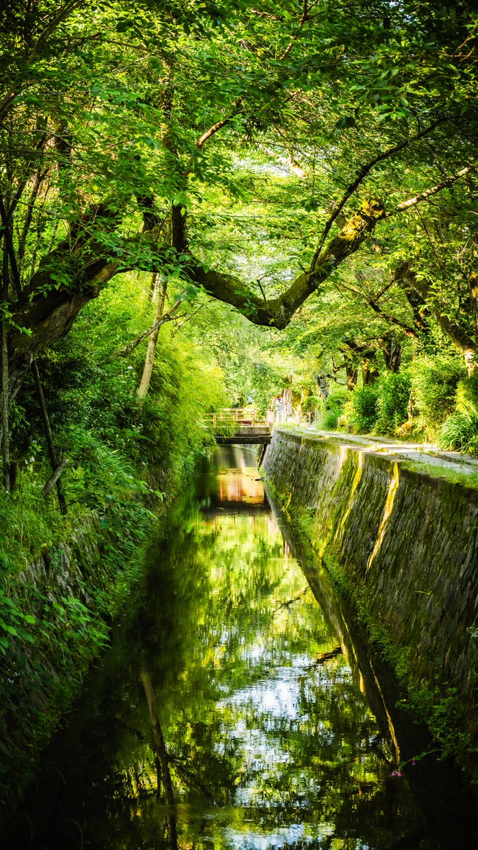 タップすると広がる新緑の京都･哲学の道。