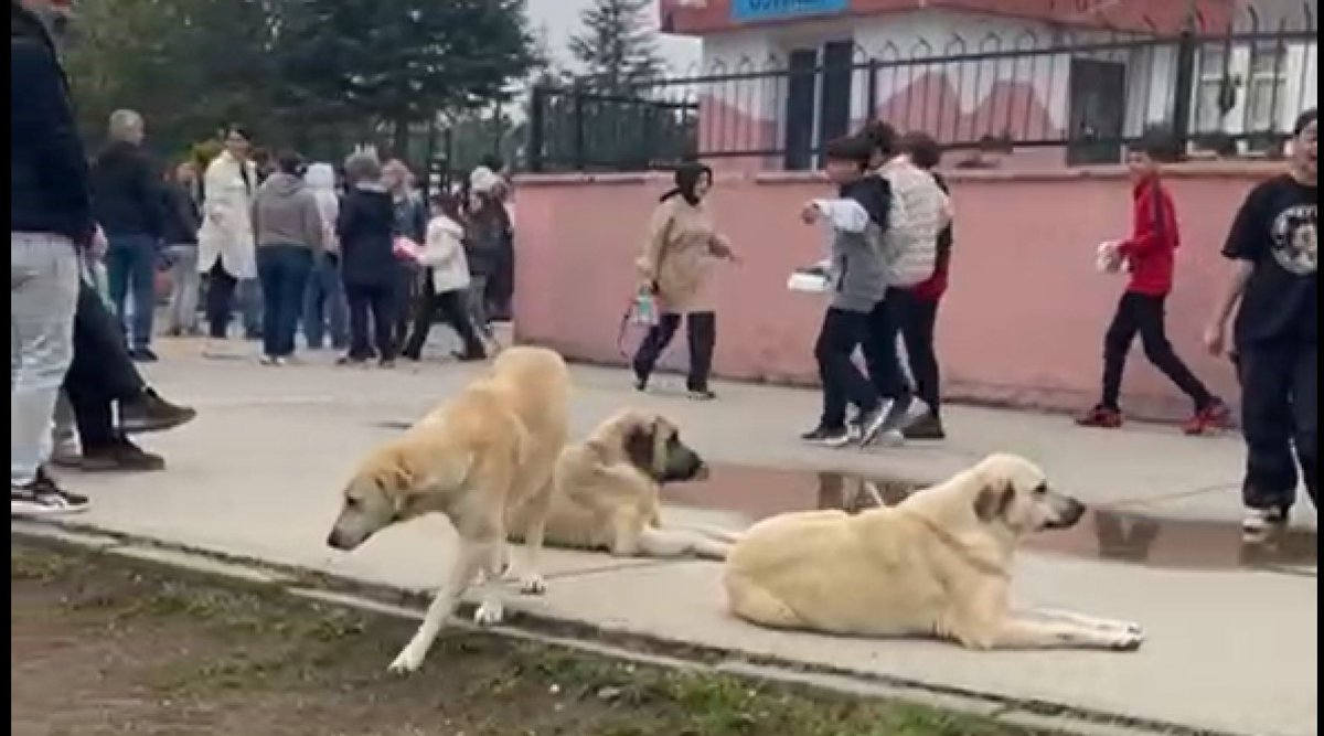 Yasa ilan edilmiş, 9 ay olmuş
Bir şehrin sınırlarında, hâlâ başıboş köpekler dolaşıyorsa,

Orada köpeği kutsal bilen, candost geveleyen, en az bir üst düzey kamu görevlisi,

En az bir de rantçı çete elemanı vardır.
İkisi #köpekterörü için yeter...

Bir insan ölümü için de