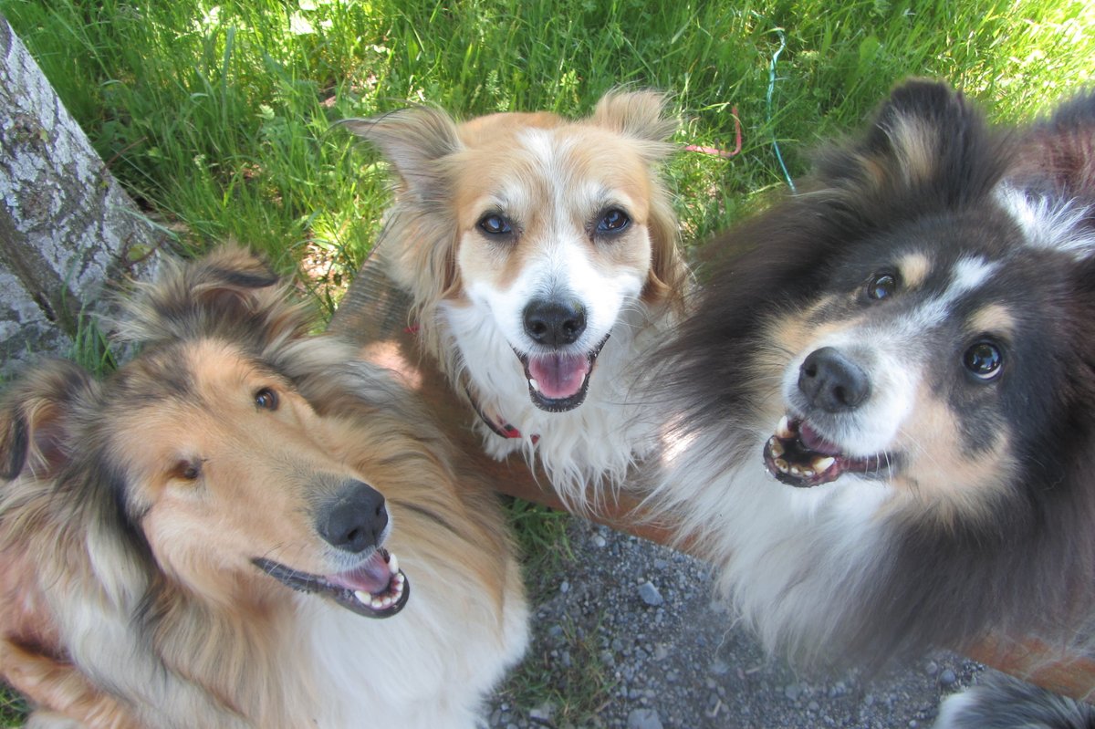 Spontan noch Lust auf ein spannendes Hundeseminar?

18.05. - 24.05.2025
Military Parcour – Spielerische Unterordnung
Der Preis setzt sich wie folgt zusammen:
Übernachtung/Frühstück + Getränke/Abendessen + Seminargebühr 170 Euro
Anmeldung über Hundeschule Naseweis