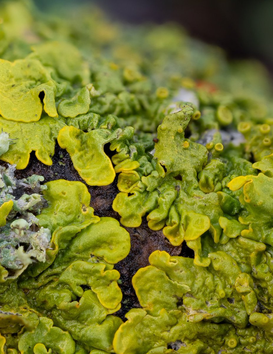 Time for close look at some lichens again 🔎
🌍 Xanthoria parietina
🇬🇧 Common orange lichen
🇩🇪 Gewöhnliche Gelbflechte
🇨🇿 Terčovník zední
🇸🇰 Diskovník múrový
#lichen #macro #photographer