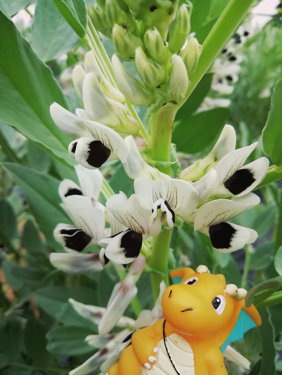 そら豆の花
