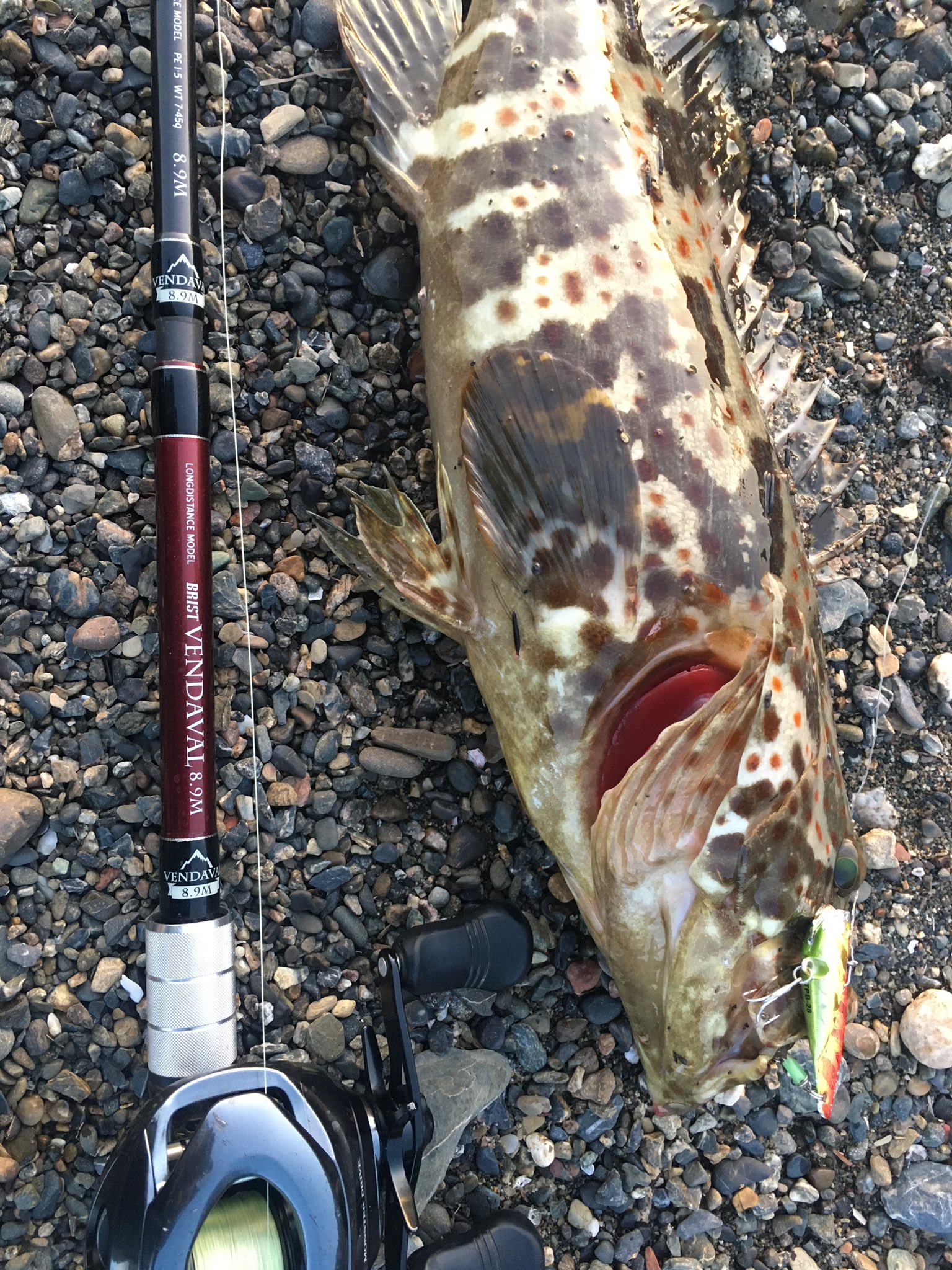 ロザリーフィッシュマンさんのベア Rosalie Frischmann My Little