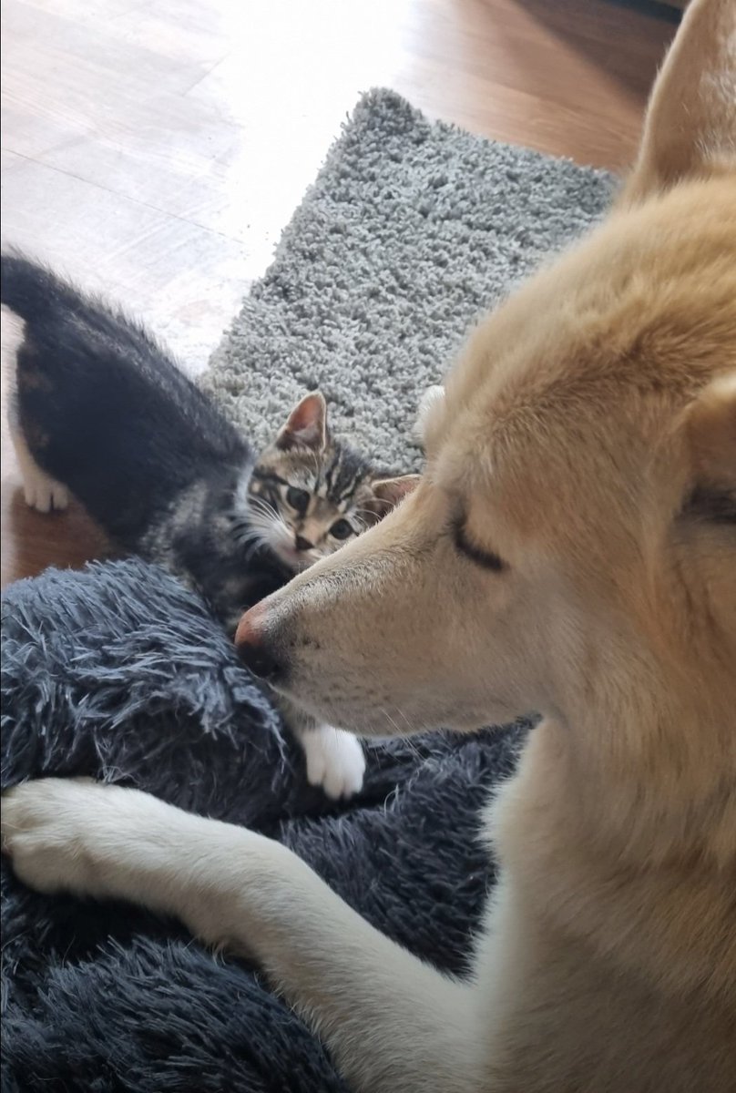 Mums found this photo of me and Mr Tabius this morning. Looking at old photographs is becoming less painful and this one made Mums smile. 🌈🐾❤️