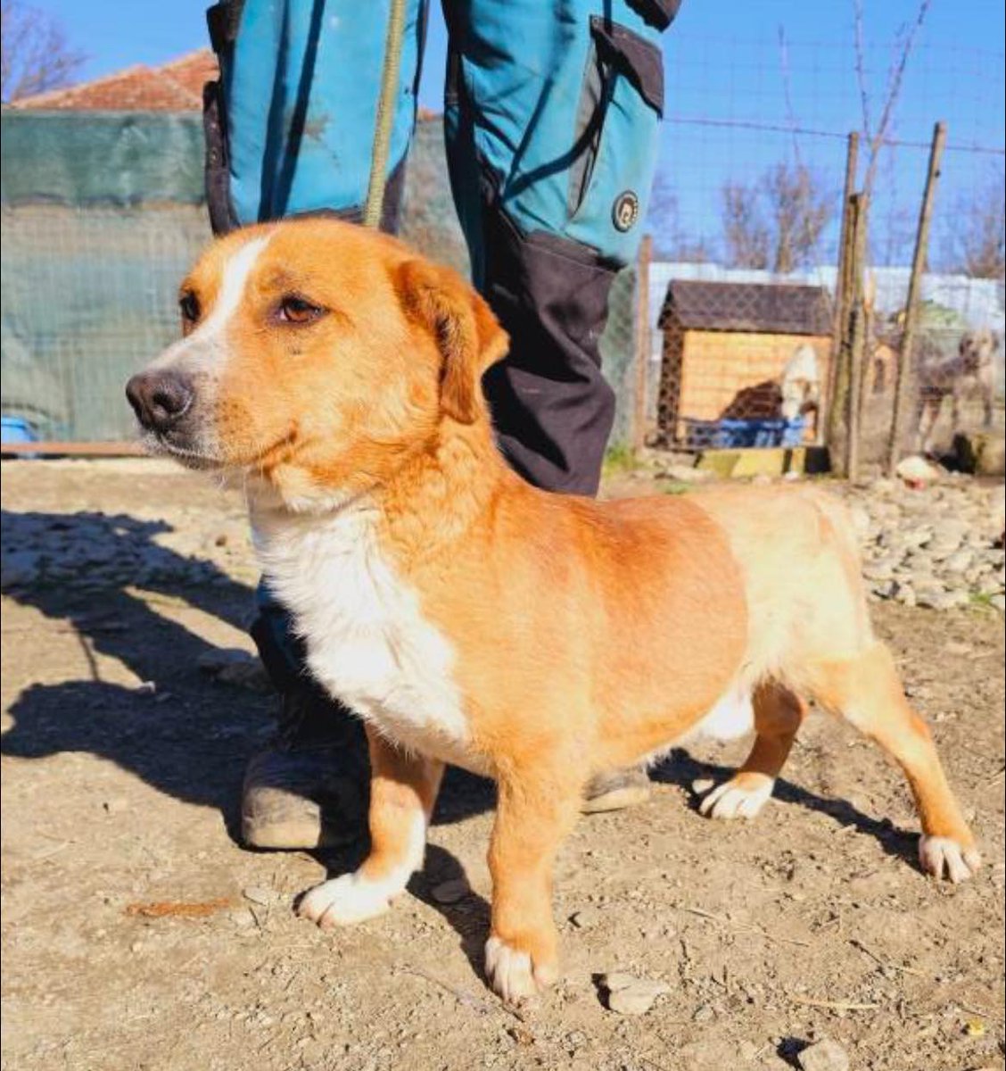 Our Little Miracle! ❤️

Brave 2 year old Luca was hit by a car and his spine was broken, but thanks to incredible care and Luca's spirit, he's made a full recovery!

He gets along with dogs, kids and cats!
He is full of love, resilience and joy ❤️

Apply: pawprints2freedom.co.uk/apply-to-adopt…