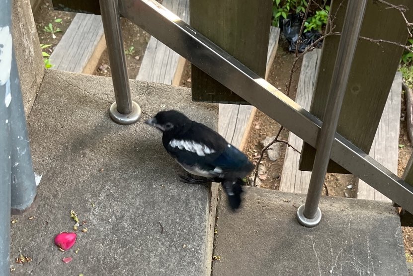 그 시즌이 시작댐
아기까치 날기연습시즌