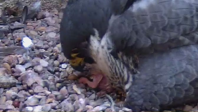 Stamford All Saints' Peregrines (@saintsperegrine) on Twitter photo Chick 4 has hatched during the <a href="/SaintsOnline/">Stamford All Saints 🏴</a> Sunday morning service. If you scroll back to around 10.51, the falcon leaves the scrape, and the chick can be seen breaking free. At 11am, the falcon moves away half of the egg shell, briefly revealing the newly hatched chick. Chick 4 has hatched during the <a href="/SaintsOnline/">Stamford All Saints 🏴</a> Sunday morning service. If you scroll back to around 10.51, the falcon leaves the scrape, and the chick can be seen breaking free. At 11am, the falcon moves away half of the egg shell, briefly revealing the newly hatched chick.