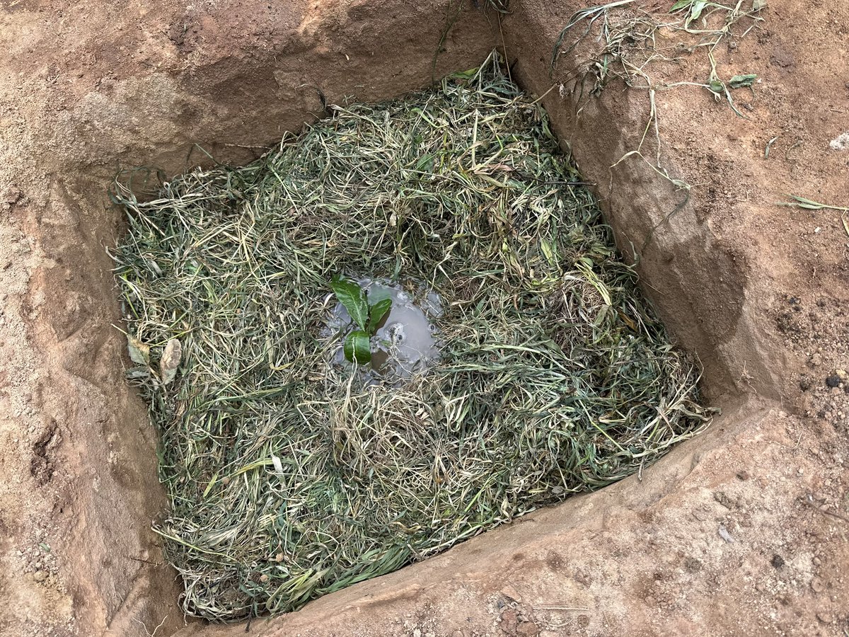 Always Highlight the importance of measuring the impact of community tree planting initiatives.Explore tools and methodologies used to track the growth of trees, carbon sequestration achievements, and the success of these projects. Celebrate the milestones achieved by communities