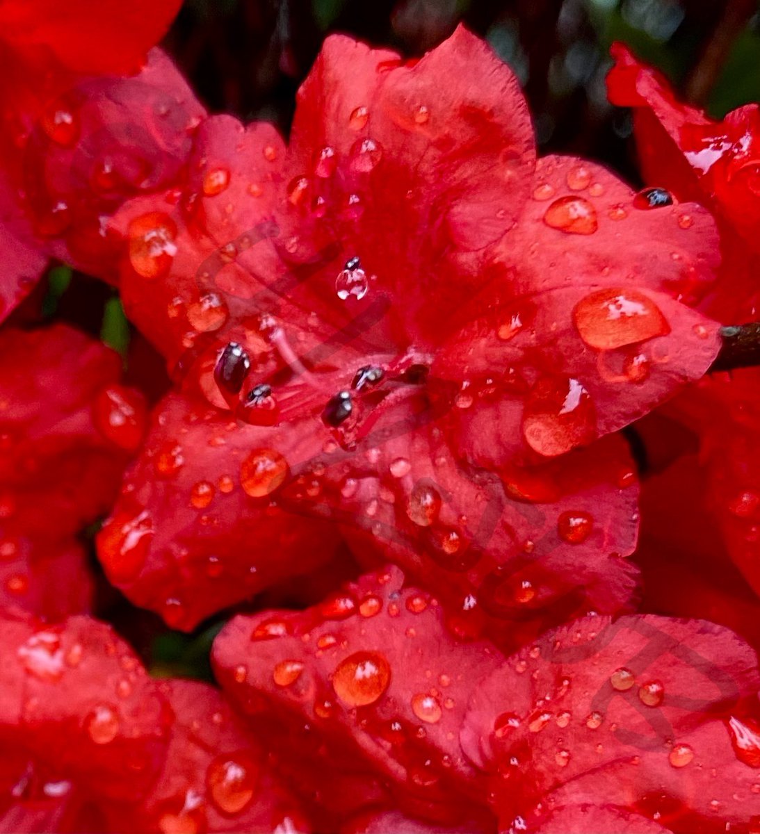 Good morning☀️from a very soggy western Pennsylvania☔️🌧️

Rain rain GO AWAY! The only dripping I want to hear is coffee raining from the filter into the carafe!😂

The sweet pain of anticipation reminds us we are alive! Losers react while leaders anticipate.⏰

Love and light✌🏻❤️