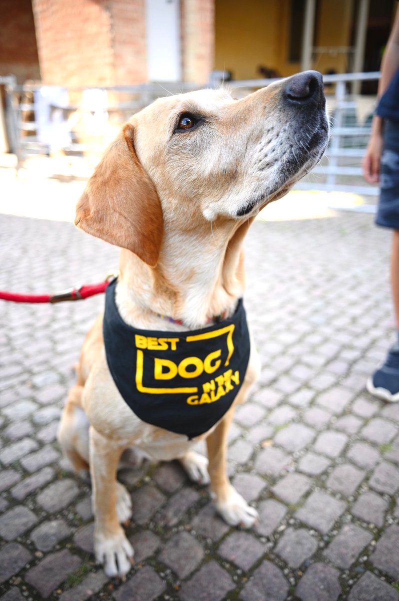 Happy May 4th from the best dog in the Galaxy - Rogue ❤️🐶 #StarWars #StarWarsDay