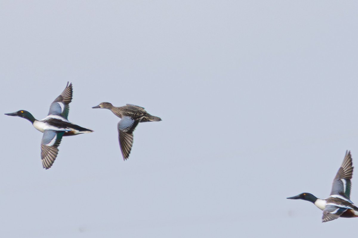 Thomas Wildlife Videos (@videoswildlife) on Twitter photo Great to see this female Blue Winged Teal yesterday afternoon <a href="/RSPBRainham/">RSPB Rainham Marshes</a>. She showed well with the drake shoveler most of the time I was there. Awesome find by <a href="/BRNature1/">Ben Rumsby</a>
<a href="/RareBirdAlertUK/">RareBirdAlertUK</a> <a href="/BirdGuides/">BirdGuides</a> <a href="/LondonBirdClub/">London Bird Club</a> #BirdsSeenIn2025 Great to see this female Blue Winged Teal yesterday afternoon <a href="/RSPBRainham/">RSPB Rainham Marshes</a>. She showed well with the drake shoveler most of the time I was there. Awesome find by <a href="/BRNature1/">Ben Rumsby</a>
<a href="/RareBirdAlertUK/">RareBirdAlertUK</a> <a href="/BirdGuides/">BirdGuides</a> <a href="/LondonBirdClub/">London Bird Club</a> #BirdsSeenIn2025