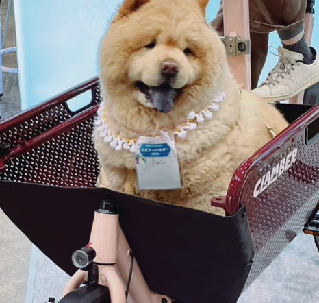 このかわいいチャウチャウを見てください!小さい車の中に座って、花輪をつけて、まるで街頭で最もきれいな子供です!ドライブに連れて行きたくない人はいませんか?