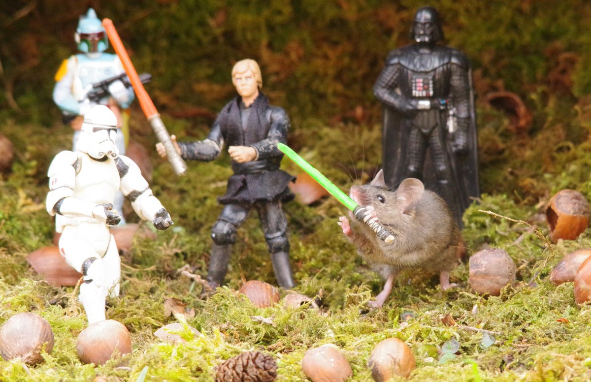 simon_dell_tog's tweet photo. #may #theforth #maytheforcebewithyou #maythe4thbewithyou #mouse #mice #simondell #mousevillagecreator #mousevillage #yorkshire #garden #manthatfeedsmice
#maythe4thbewithyou #MayThe4th #maytheforcebewithyou #maythefourth #StarWarsDay https://t.co/agoEmZauQr