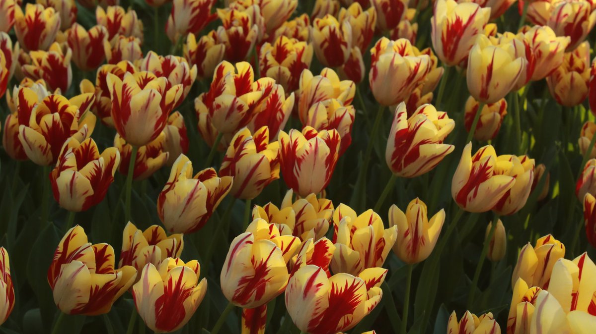 Renkler ve laleler 
📍Emirgan Korusu