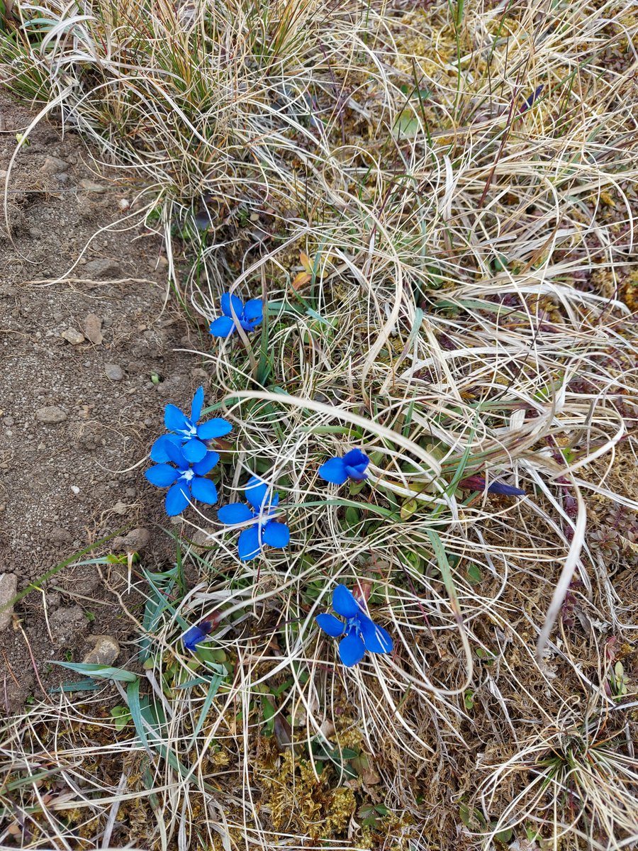 Last minute offer: 6 Nights in #Teesdale £540  #gentians
independentcottages.co.uk/6823 #LastMinute <a href="/IndepenCottages/">Independent Cottages</a>