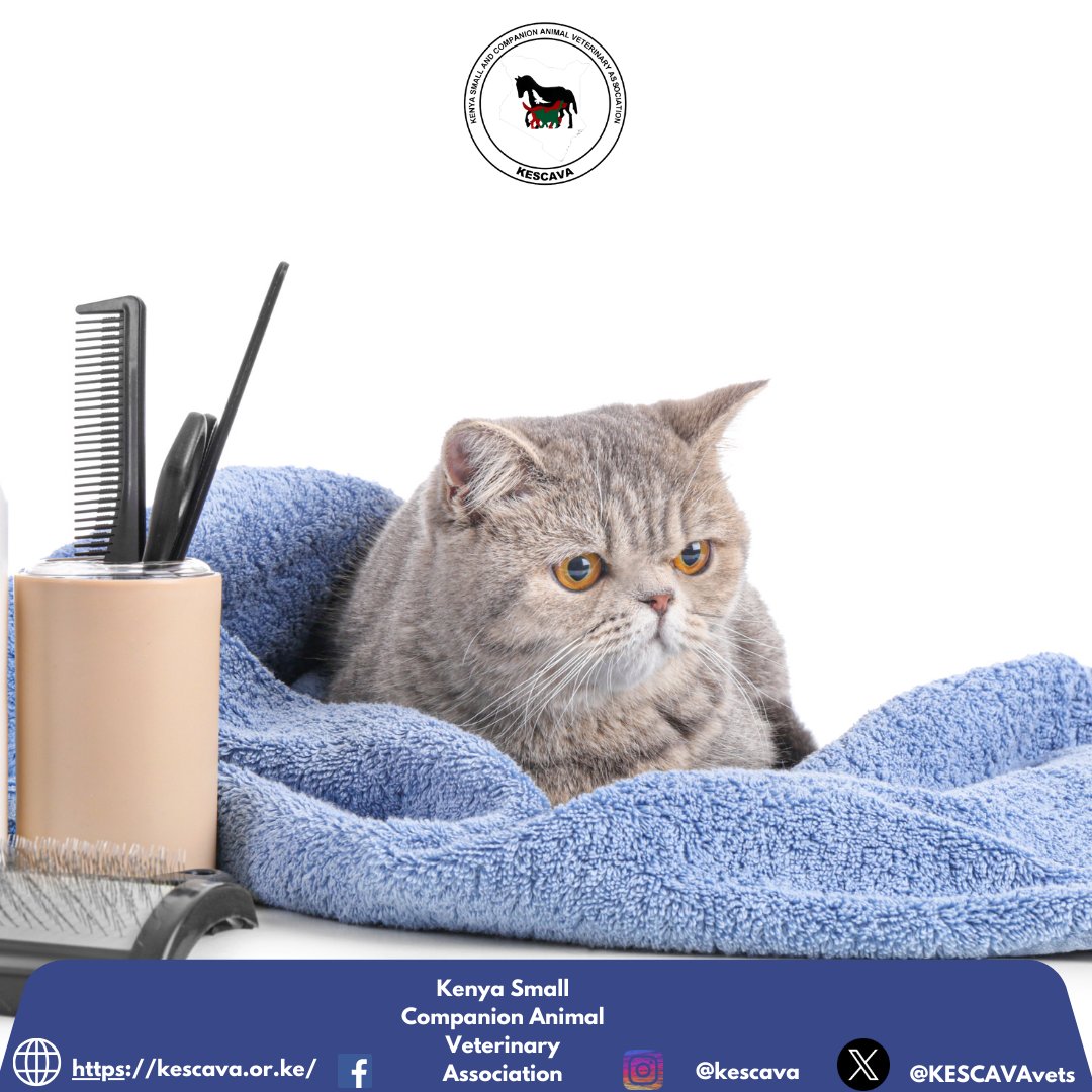 🧠 Did You Know?

Regular pet grooming ✂️ impacts digestion. Regular brushing reduces hair ingestion, preventing hairballs and digestive issues especially in cats.

#PetCare #PetNutrition