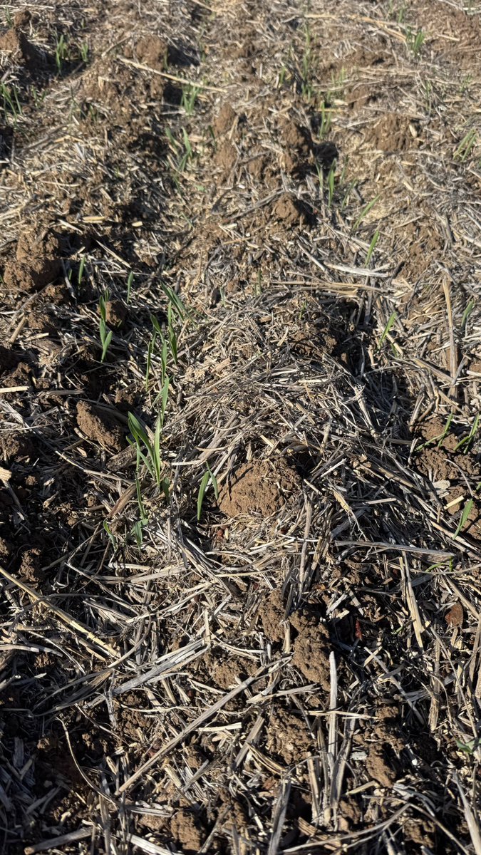 As #plant25 continues it is always exciting to see emergence…#barley #AusAg