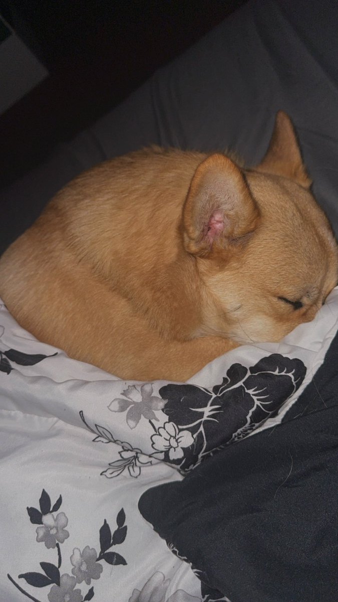 me = wide awake
corgi monster = sound asleep and snoring