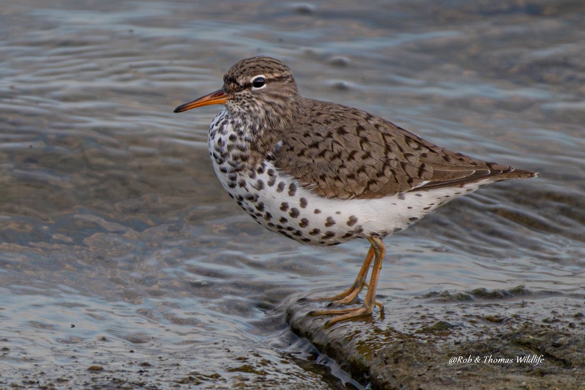 The spotted Sandpiper <a href="/GrafhamWaterSC/">Grafham Water SC</a> showed incredibly well first light along the Damn wall. A UK tick for us  and the start of a great day birding with a great company. #BirdsSeenIn2025 <a href="/RareBirdAlertUK/">RareBirdAlertUK</a> <a href="/BirdGuides/">BirdGuides</a>