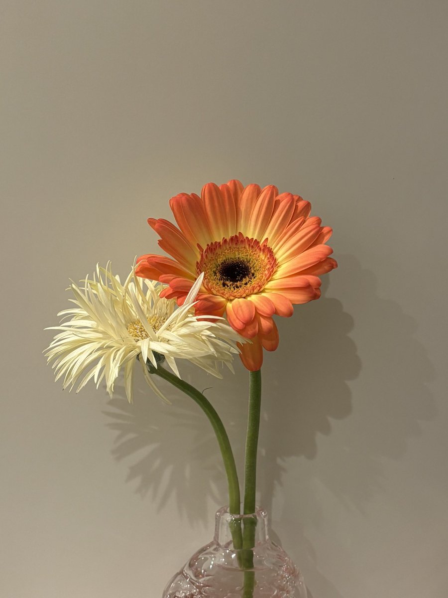 daaah_13's tweet photo. 🌼 https://t.co/T0loxJq71j
