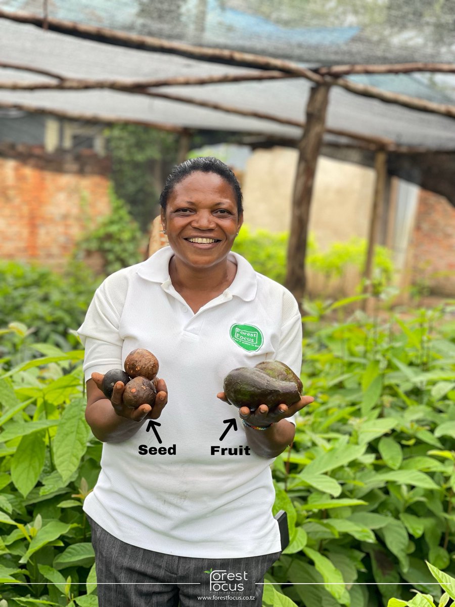 We all know the fruit, but do we take time to notice the seed?

One feeds us today, but the other holds the power to feed and sustain future generations.

It’s a simple reminder that change can start small, right in our hands. Let’s plant more avocados, click the link in our bio