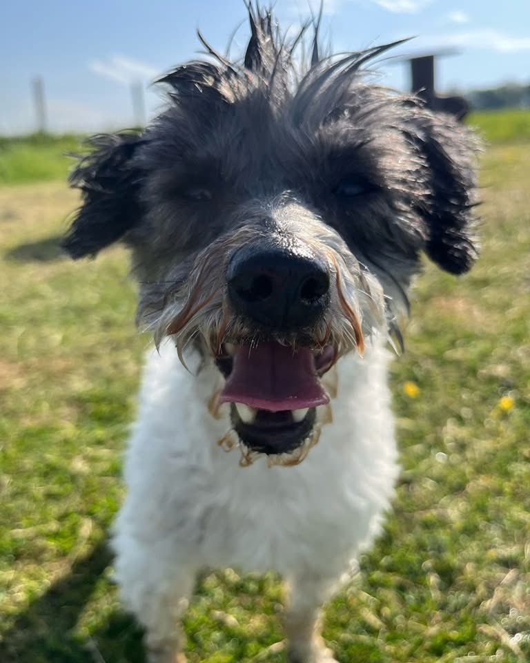 MrPicklestheHavapoo tweet media