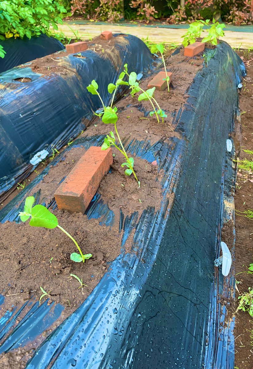 じゃがちゃん🥔の成長が著しく✨嬉しい〜自然のままに
枝豆の苗🌱と種も植えました。

#菌ちゃん農法
#自然農法