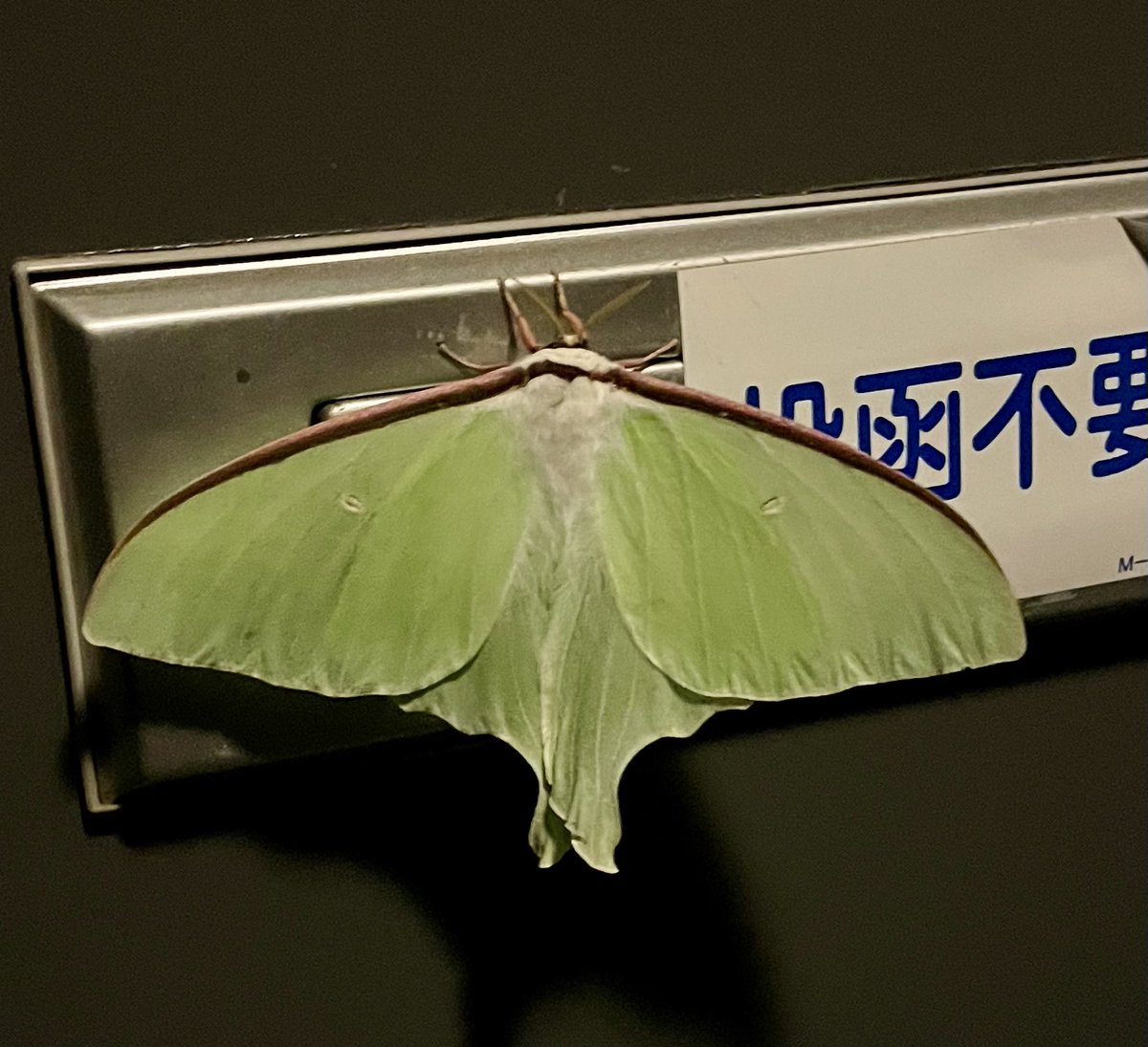 tsuritengu's tweet image. オオミズアオだよね！？