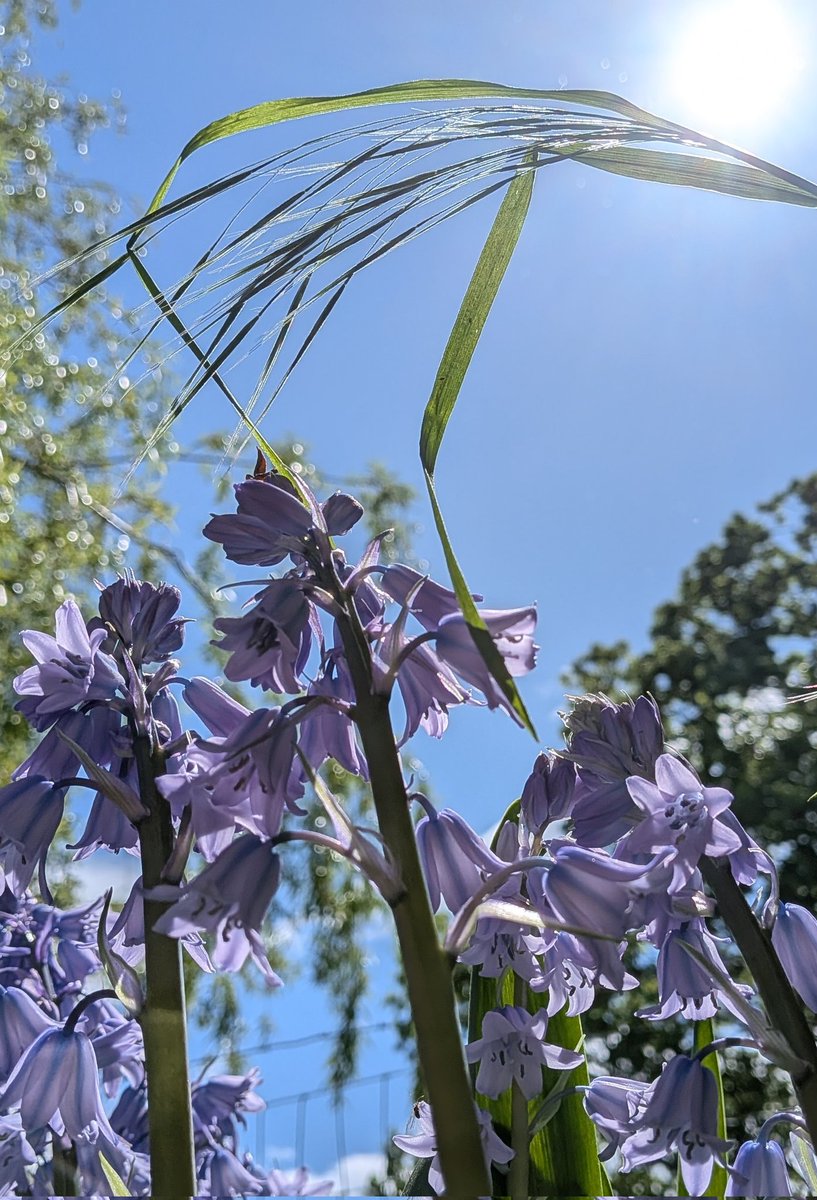 Spanish bluebells in the North Yorkshire sun
#flowerpic
#bluebells
#northyorkshire
#sunnyday