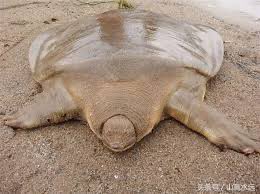 side9hey's tweet photo. @AMAZlNGNATURE giant softshell turtle https://t.co/qhIxuKSbvm