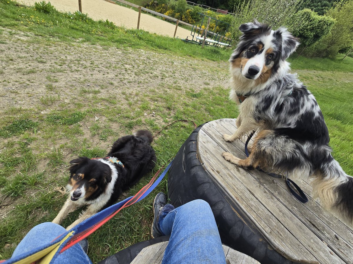 Hach, dieser Tag ist schön 😁 Erst Impulskontrolltraining mit Hühnern, dann Angrasen mit den Pferden und nun Pause mit Frauchen. Und so viele Leckerlis! 🥰😇😁