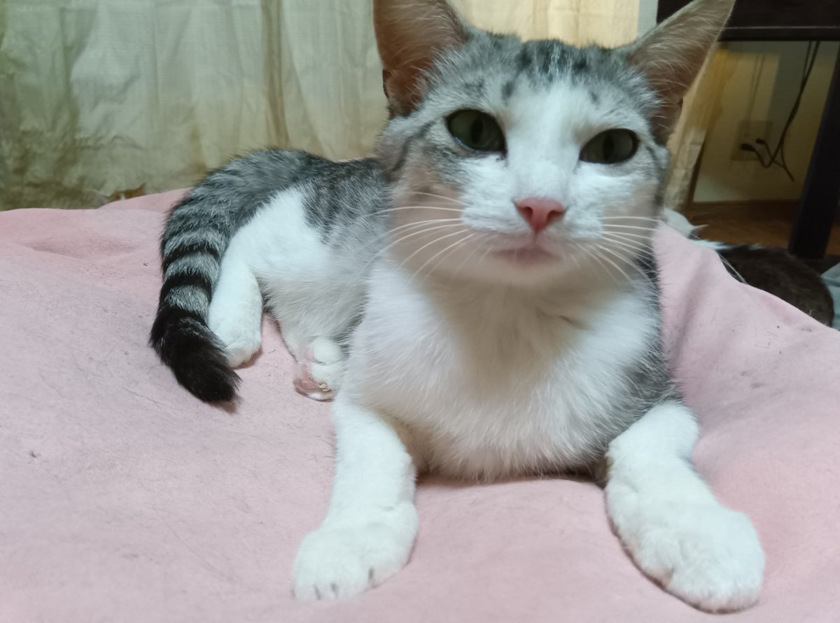 kawa_neco_suki's tweet image. いつも　皆様には本当にお世話になっております🙇　
図々しいお願いと思います‥　
もし宜しければ‥パウチ、ミルク、缶詰　
お家で食べられなくなった物でも　
宜しければご支援お願いします🙇　　#岡山県津山市　#お願いします🙇