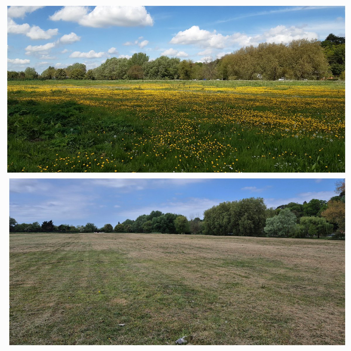 Same day, one year apart.
Last year we had a lovely field covered with #wildflowers supporting wildlife and connecting people to nature.
This year is just sad browning clippings. 
<a href="/ReadingCouncil/">Reading Borough Council</a> we can do better, for #nature and people