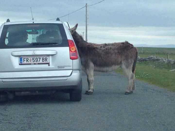 Only in Ireland 🇮🇪 you would see a donkey giving directions