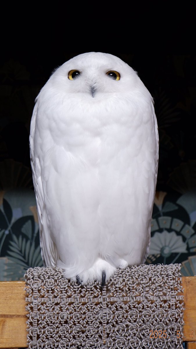 ✊あんよ撮りまくってたらナイナイされちゃった