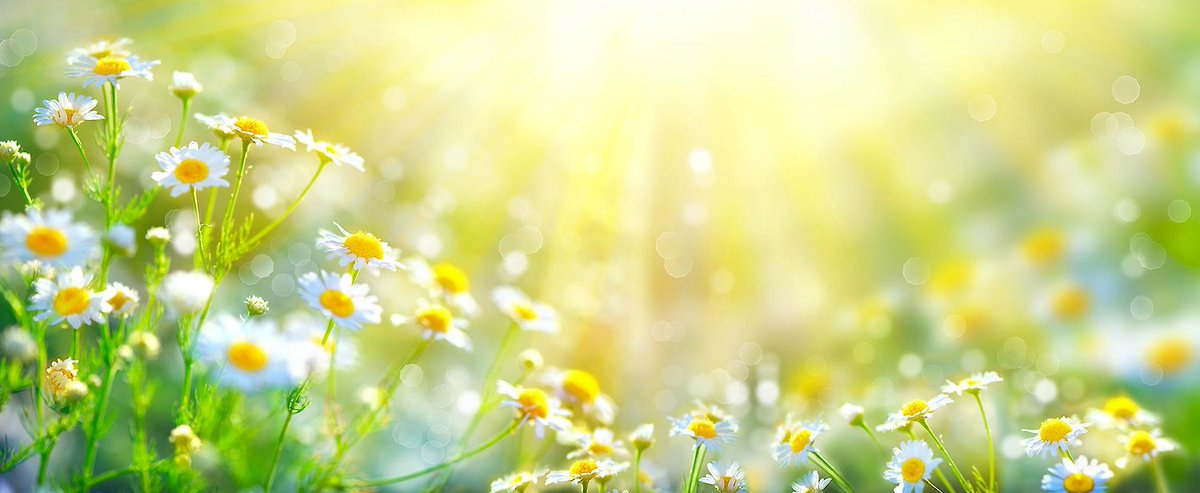 ✿
╰✿
🌼
✿
╰✿
🤍
✿
╰✿

 ✿
🌼
 ✿
