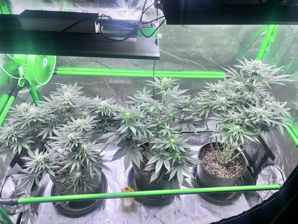 Cognac Mac day 30 of flower.