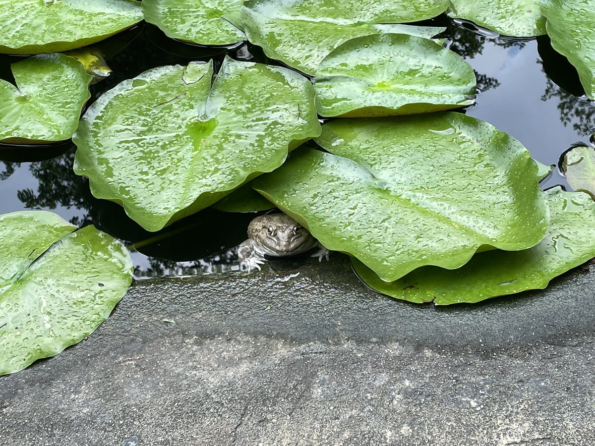 drfouquesweiss's tweet photo. C est le printemps: 
une petite grenouille montre le bout de son nez sous les nénuphars https://t.co/uaGehTie5C