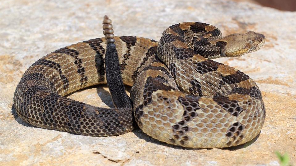 Did you know, when a rattlesnake is upset and shakes his rattle at you that you can grab the rattle with your hands to stop the noise and he'll immediately start to calm down?