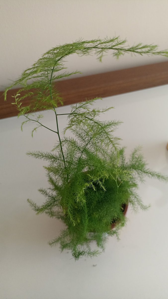 Yorgun dalımıza kuş konsa kırılır