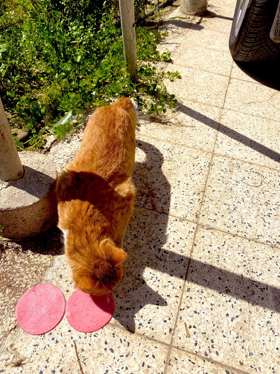 giriş-gelişme-sonuçç