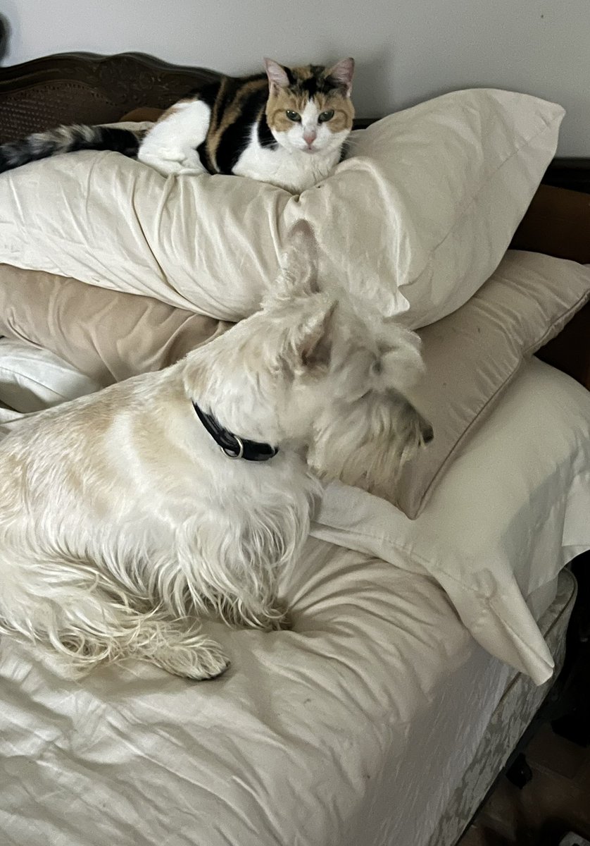 rozcar28's tweet photo. Got up to refresh my coffee, came back to….#Dogs #Scottishterrier #CatInvasion https://t.co/4YpKCkSJ78