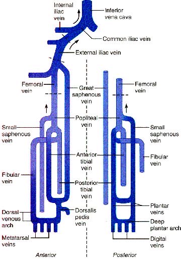 Veins to drains